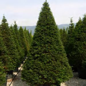 BONSAI TAXUS BACCATA 1M80