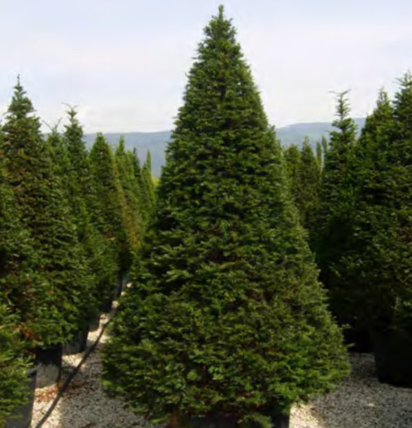 BONSAI TAXUS BACCATA 1M80