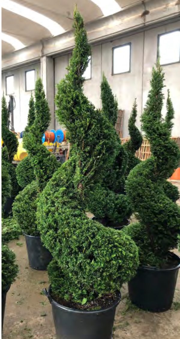 BONSAI TAXUS BACCATA