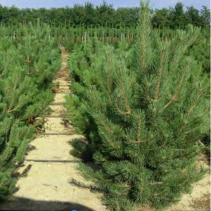 PINUS AUSTRIACA NANA 1/2 TIGENR