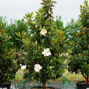 MAGNOLIA GRANDIFLORA GALLIONIENSIS