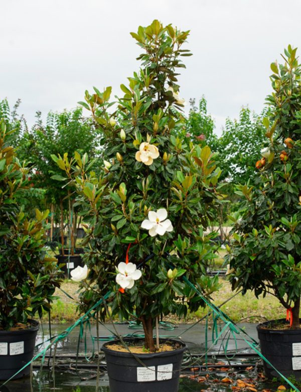 MAGNOLIA GRANDIFLORA GALLIONIENSIS