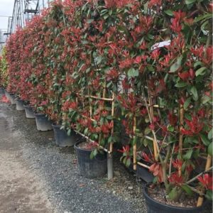 PHOTINIA RED ROBINS ESPALIER SANS TIGE 1M50