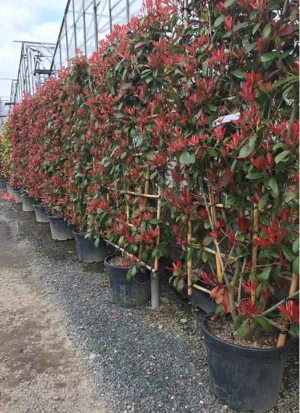 PHOTINIA RED ROBINS ESPALIER SANS TIGE 1M50