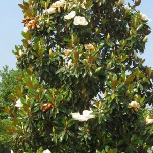 MAGNOLIA GRANDIFLORA GALLIONIENSIS 3M00