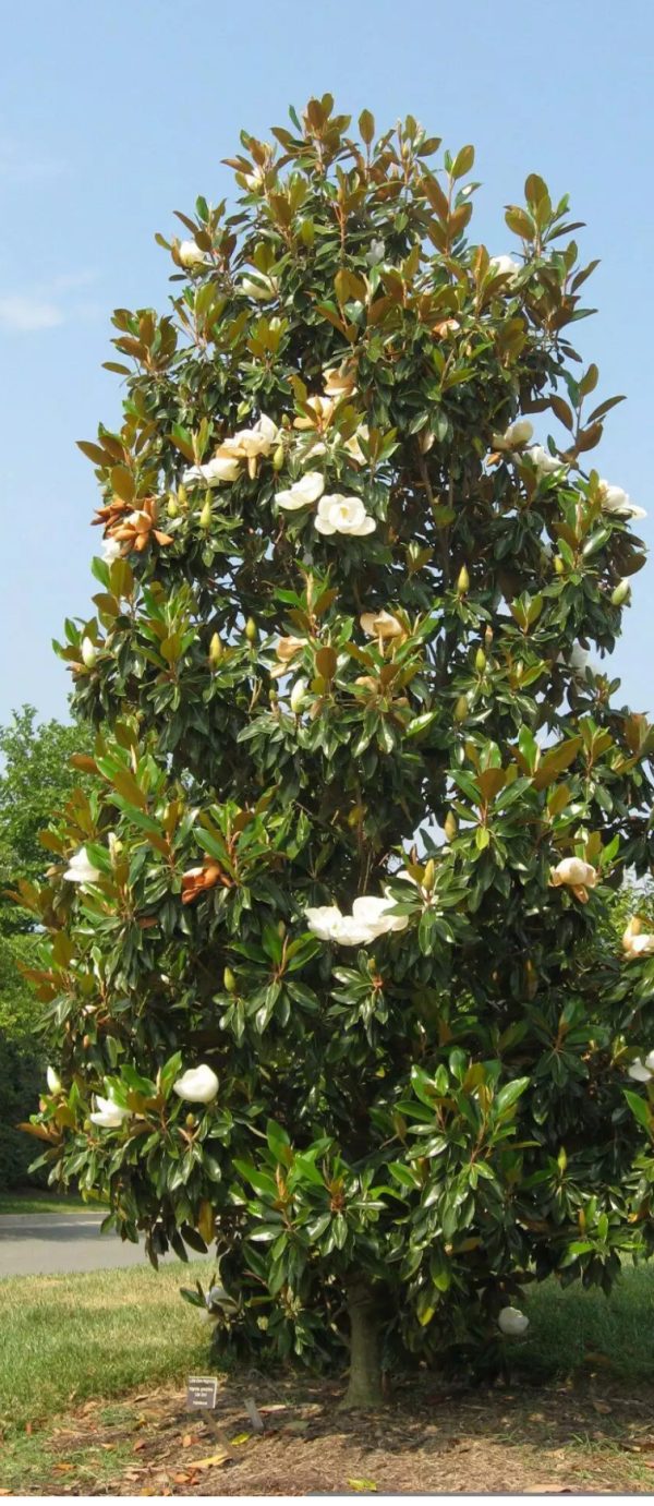 MAGNOLIA GRANDIFLORA GALLIONIENSIS 3M00