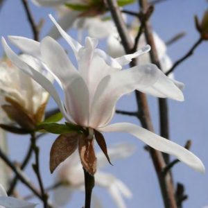 MAGNOLIA KOBUS TIGE NR