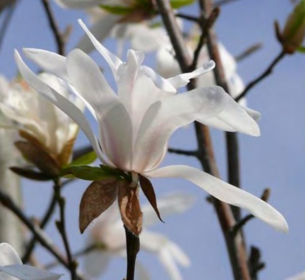 MAGNOLIA KOBUS TIGE NR