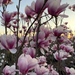 MAGNOLIA SOULANGEANA POT 10NR