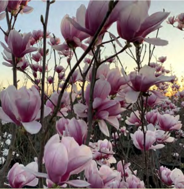 MAGNOLIA SOULANGEANA POT 10NR