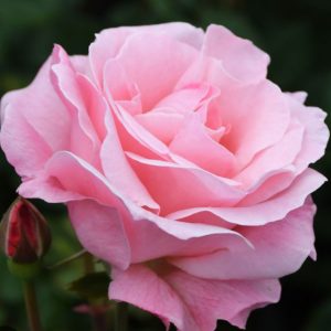 ROSIER QUENN ELIZABETH