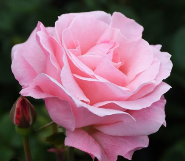 ROSIER QUENN ELIZABETH