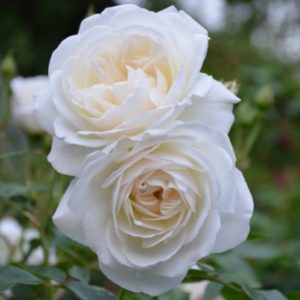ROSIER ICEBERG