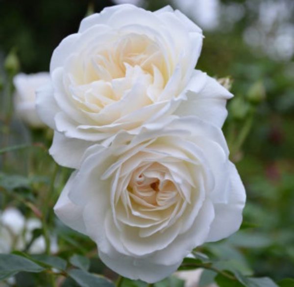 ROSIER ICEBERG