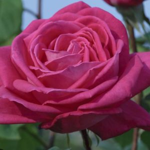 ROSIER MEILLAND LOLITA LEMPICKA