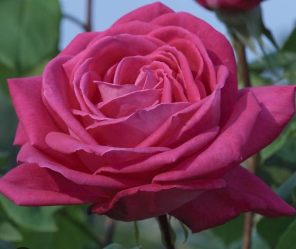ROSIER MEILLAND LOLITA LEMPICKA