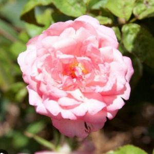 ROSIER DE CHINE