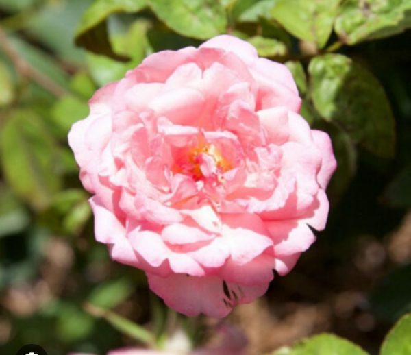 ROSIER DE CHINE