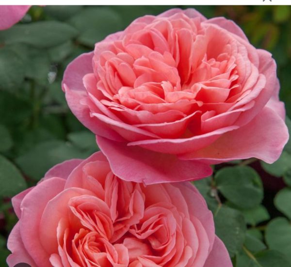 ROSIER BUISSON MADEMOISELLE MEINOSTAIR