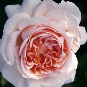 ROSIER ANDRÉ LENOTRE