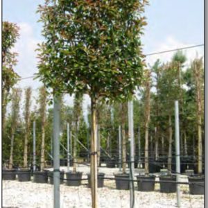 PHOTINIA RED ROBINS ESPALIER AVEC TIGE 2M00