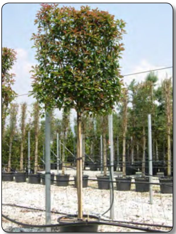 PHOTINIA RED ROBINS ESPALIER AVEC TIGE 2M00