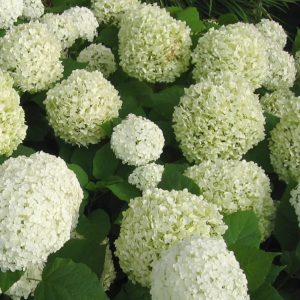 HYDRANGEA ARBORESCENTS ANNABELLE