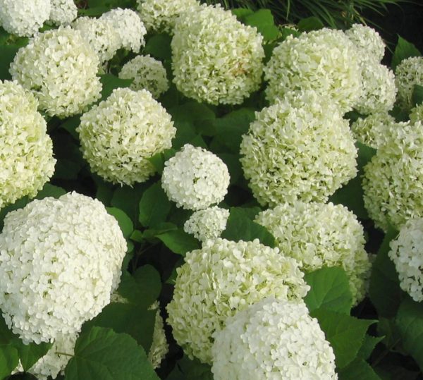 HYDRANGEA ARBORESCENTS ANNABELLE
