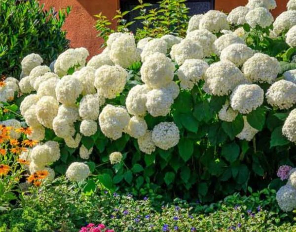 HYDRANGEA ARBORESCENTS ANNABELLE – Image 2