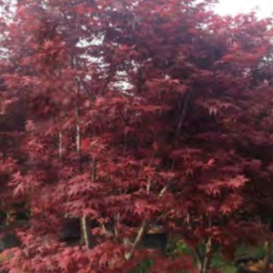 PALMATIUM BLOODGOOD 1M95