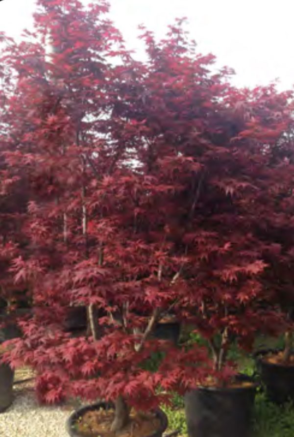 PALMATIUM BLOODGOOD 1M95