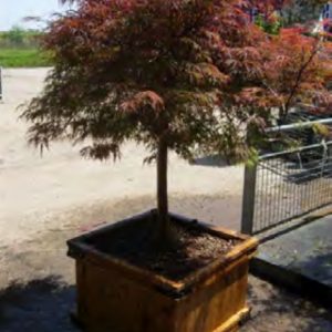 PALMATIUM DISS GARNET Mini tige NR