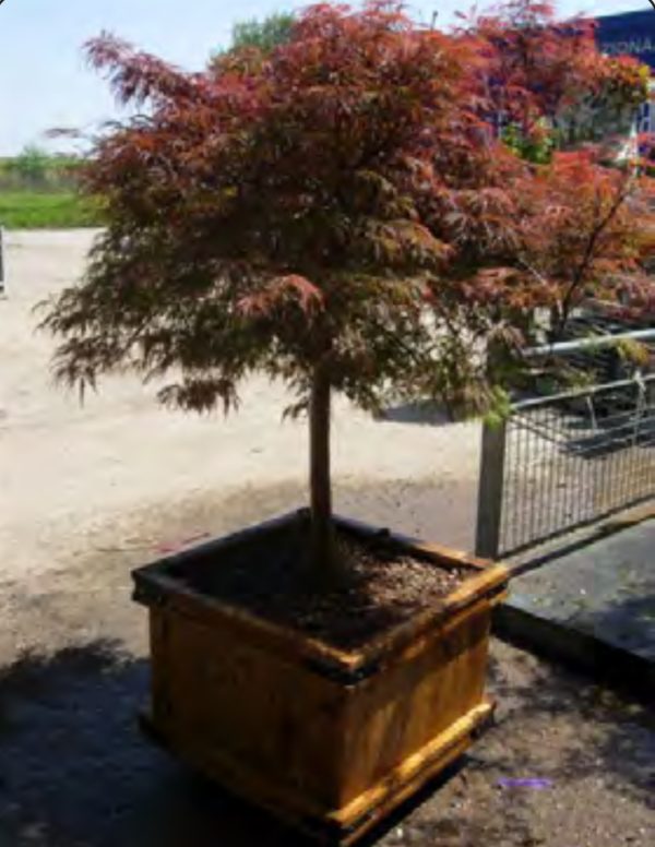 PALMATIUM DISS GARNET Mini tige NR