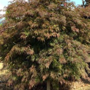 PALMATIUM DISS ORANGEOLA Mini tige NR