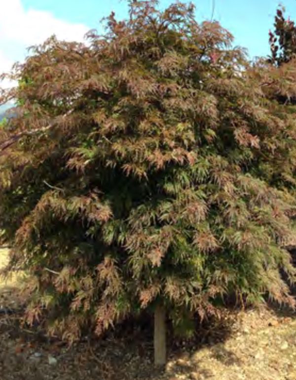 PALMATIUM DISS ORANGEOLA Mini tige NR