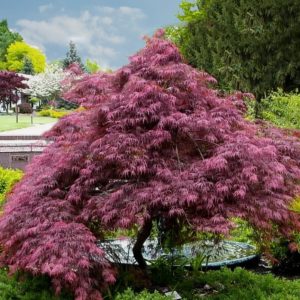 PALMATIUM DISS TAMUKEYAMA 3/4 TIGE NR