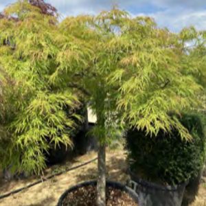 PALMATIUM VIRIDIS 1/2 TIGE NR