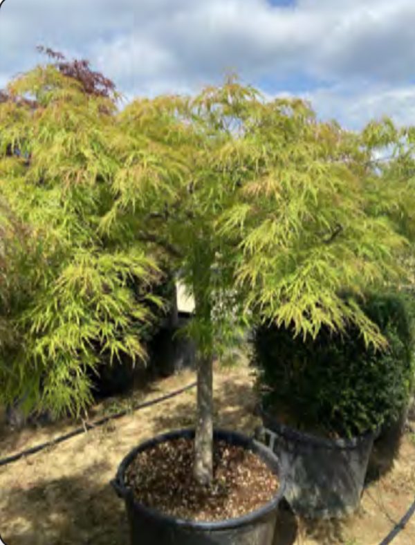 PALMATIUM VIRIDIS 1/2 TIGE NR