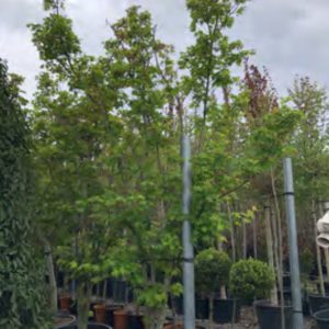 PALMATIUM HERBSTFEUER 3M50
