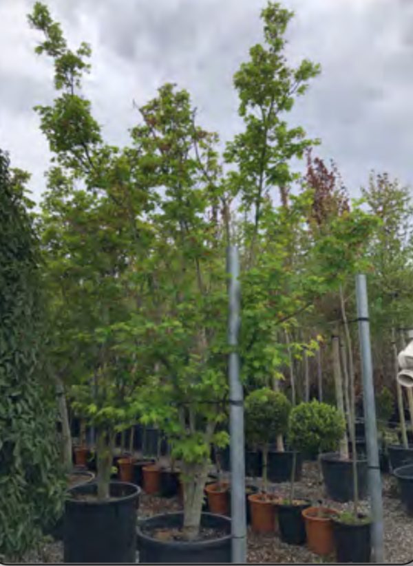 PALMATIUM HERBSTFEUER 3M50