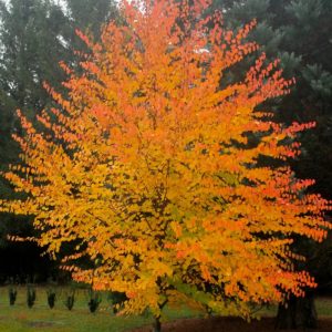 PALMATIUM KATSURA EXTRA POT