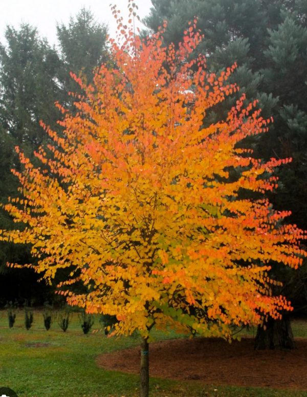 PALMATIUM KATSURA EXTRA POT