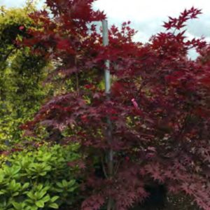 PALMATIUM OKAGAMI 1M50