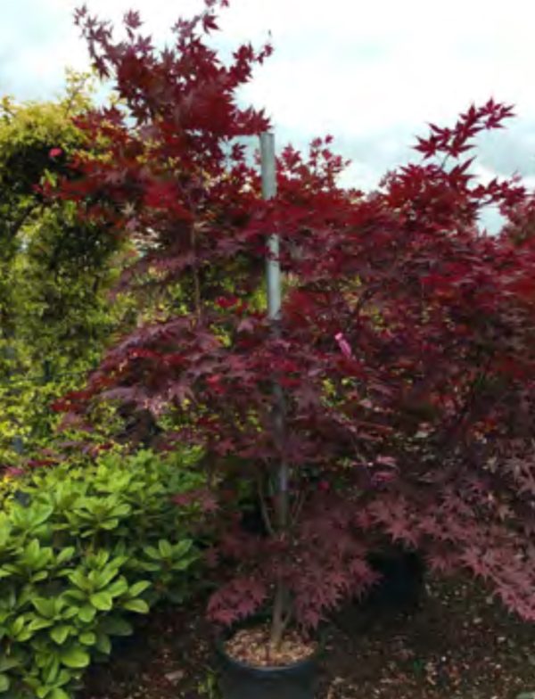 PALMATIUM OKAGAMI 1M50