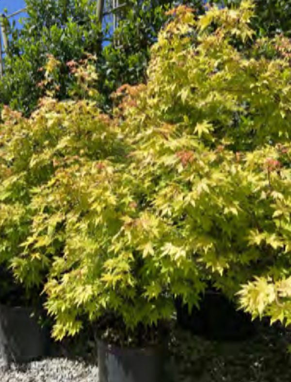 PALMATIUM ORANGE DREAM