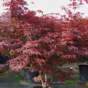 PALMATIUM RED EMPEROR 1M30