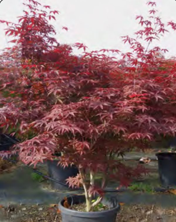 PALMATIUM RED EMPEROR 1M30