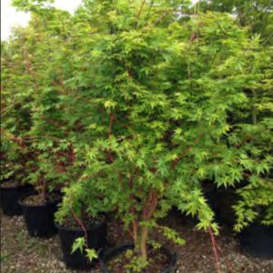 PALMATIUM SANGO KAKU 1M30
