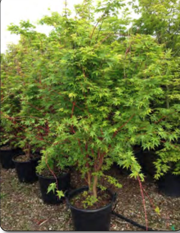 PALMATIUM SANGO KAKU 1M30