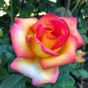 ROSIER BOHEME